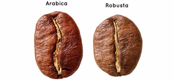 Cách phân biệt giữa hạt cà phê Arabica và Robusta