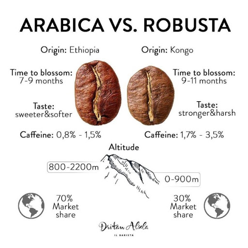 Cách phân biệt giữa hạt cà phê Arabica và Robusta