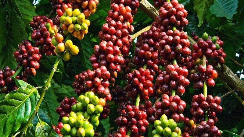 Giống cây cà phê Robusta được trồng ở đâu để đảm bảo chất lượng?