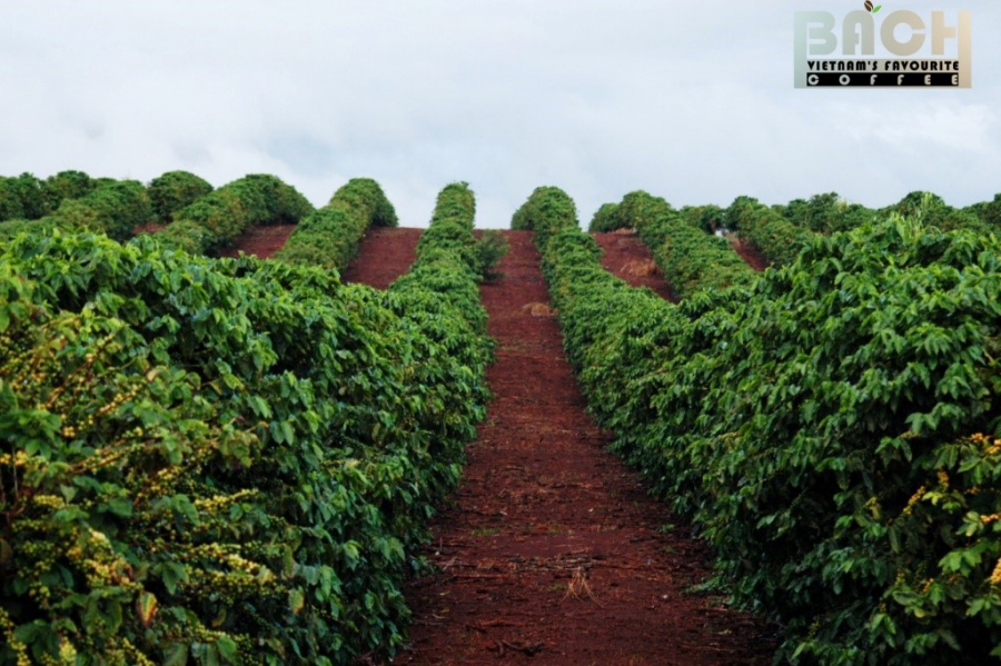 Giống cây cà phê Robusta được trồng ở đâu để đảm bảo chất lượng?